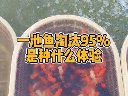 一池鱼淘汰95%是种什么体验#金鱼 #蝶尾 #兰寿 #鱼 #观赏鱼 #养鱼 #水族 #锦鲤 @DOU+小助手