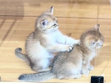 小猫演技可以震惊张艺谋了 #猫猫 #可爱