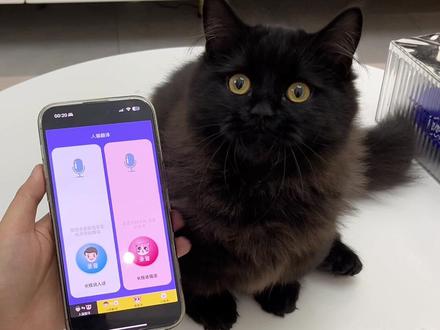 当我用猫语翻译器和我家猫交流…#Switch