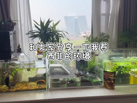和大家介绍一下我养西非的环境
#养龟日常 #龟宠时代 #养龟人 #让喜欢的事成为生活