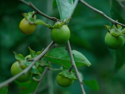 “一把扇子半把伞”黑纸扇。#新农人计划2023 #乡村守护人