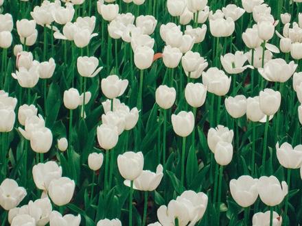 家里翻出来一台十几年前的CCD相机
拍出来效果居然这么炸裂!
相机:索尼DSC-W80
#CCD #ccd相机 #摄影 #郁金香是春天浪漫天花板 #郁金香