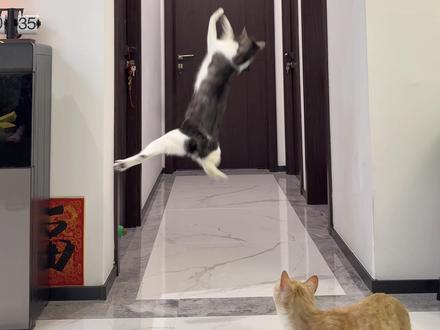 猫咪超喜欢的玩具~猫咪悠悠球🪀懒人逗猫好物 #猫玩具 #猫咪玩具 #新手养猫 #逗猫神器 #猫咪玩具推荐