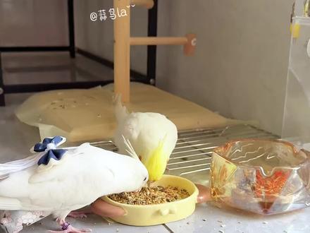 牡丹鹦鹉、玄凤鹦鹉搭配粮参考🦜#玄凤鹦鹉#牡丹鹦鹉 #鹦鹉鸟粮 #鹦鹉粮推荐 #养鹦鹉日记