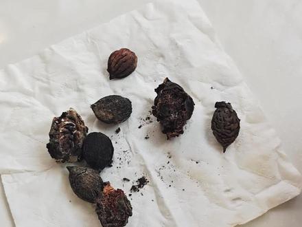 摘下的桃枭处理一下#桃枭 #辟邪 #文玩核桃