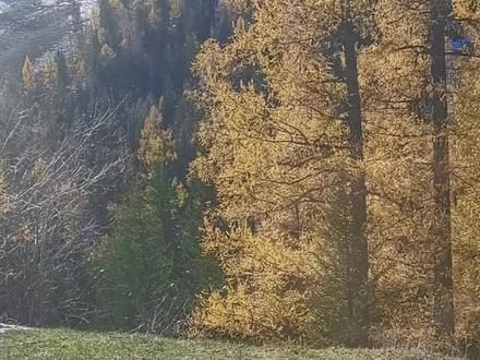 #本歌为央视8台热播剧《生命树》片尾曲,歌曲纯净空灵又大气感人!