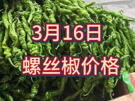 关注我每天播报#丰禾佳农#无双螺王#螺丝椒种子#螺丝椒苗#辣椒行情
