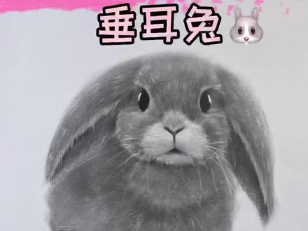 详解垂耳兔过程视频💕#素描 #素描动物 #素描兔子