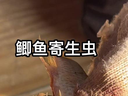 #鲫鱼寄生虫 恶心坏了,第一次见鱼肚子里这么大的虫子,以后再也不敢吃鲫鱼了#岗南水库 发出来就是提醒大家一定要注意⚠️苹果手机原相机拍摄🎬没有剪辑
