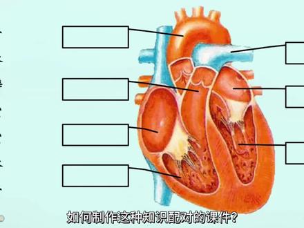 如何制作知识配对课件#希沃白板5 #干货分享 #每天学习一点点 #一分钟干货教学 #教程