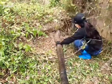 20斤巨型眼镜王被抓捕,六哥差点吃席 #蛇 #眼镜王