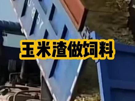 玉米渣做饲料可以发酵#发酵饲料 #畜牧养殖 #预混料 #抖音助农 #来抖音学农技