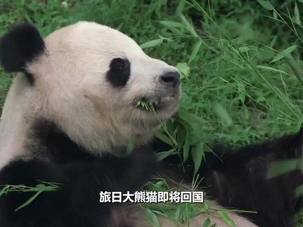 旅日大熊猫即将回国,日本向中方喊话:想再要几只,民众都很难受#全球创作者计划 #零基础看懂全球
