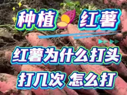 红薯为什么要打头 打几次 怎么打#红薯 #红薯种植 #红薯大丰收 #红薯高产种植
