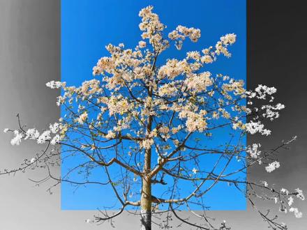 同我啜泣 共我悲鸣 #枯木逢春 枯木逢春p图教程。枯木逢春p图教程 枯木逢春p图 黑白照片p图 枯木逢春蒙版p图教程 花创意图片制作 枯木逢春黑白照片p图#醒图 #醒图创作者 #枯木逢春p图 #枯木逢春p图教程 #黑白照片p图