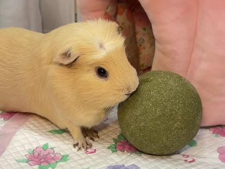 关爱豚鼠健康 从你我做起 #豆包ai #萌宠 #豚鼠 #异宠