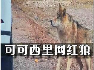 可可西里的网红狼!#科学视宴