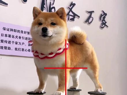 #成都柴犬 #豆柴 #萌宠 #柴犬 众口难平,坚守本心——甜の柴世之谜大揭秘!