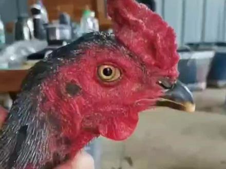 斗鸡整形技术#抖音小助手 #斗鸡 #绿色养殖 #生态养殖 #万物皆有灵