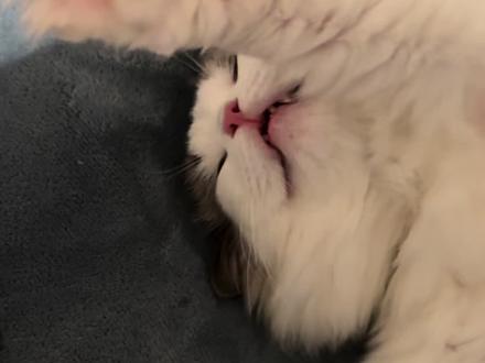 布布这个s福瑞#哈基米#布卡猫