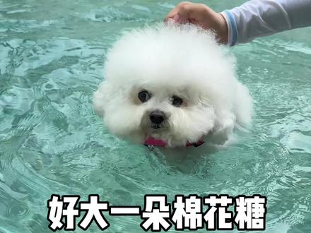 救命,为了球拼了命游泳的小狗太好笑了~夏天要多多带四喜游泳了别耽误孩子去参赛#比熊 #狗狗游泳 #真正的狗刨式 #狗狗日常 #带着小狗去旅行