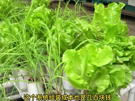 低成本家庭版鱼菜共生-二培