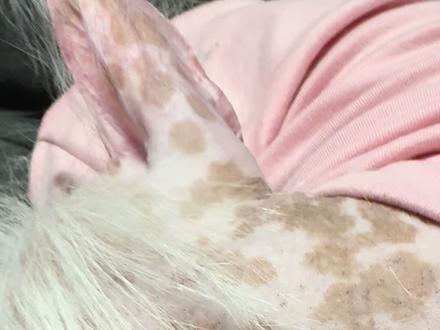 起来起来别睡了,有姨姨说落下一颗。让我瞧一瞧。#萌宠出道计划 #一般人不知道是什么 #冠毛犬 #去黑头 #夹黑头