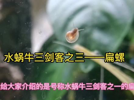 鱼缸里又出现了新的水蜗牛一一扁螺
