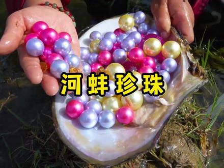 在怪蚌河里捡河蚌,没想到还能直接捡到金色珍珠项链 #三农流量扶持计划 #河蚌开珍珠 #神奇的咸鱼
