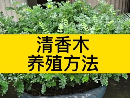 #清香木 清香木的养殖方法#清香木盆栽 清香木叶子发黄掉落#清香木盆景 清香木喜阴还是喜阳 叶子蔫了怎么补救#清香木专用肥 清香木专用肥