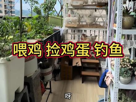 #真实生活分享计划 #抖音二创激励计划 #阳台种植 #阳台养鸡#钓鱼 阳台养鸡种菜日常喂鸡捡鸡蛋,今天去钓鱼了