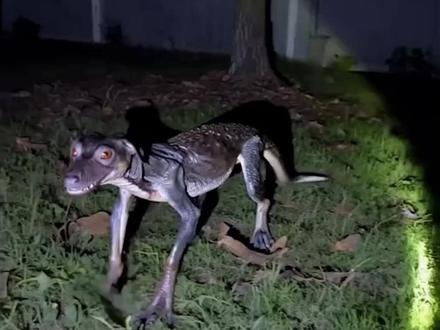 全网疯传!这些被拍到的怪物,至今仍是未解之谜 #神秘生物 #未解之谜 #奇闻异事 #未知生物 #动物世界
从澳洲后院到亚马逊雨林,全球各地都出现了连科学家都无法辨认的“神秘混合体”!鳄鱼狗、鹰嘴狮、双鼻犬……这些被真实拍到的生物,究竟是新物种、基因突变,还是传说照进现实?
关注我,带你用镜头窥见世界的另一面。
点个赞,一起探索未知!