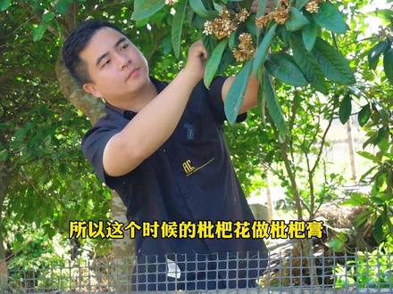 入冬了,给家里人熬一锅真材实料的川贝枇杷膏,天冷嗓子不舒服喝上一杯,滋阴润肺不吐吐#新新农人计划2023 #枇杷膏 #秋梨膏 #让老祖宗留下的东西继续发挥作用 #大自然的馈赠