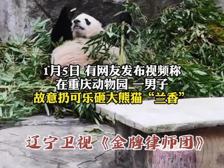 #动物园回应男子向大熊猫扔可乐瓶1月6日,重庆动物园通报:曹某因涉嫌扰乱公共秩序,已被公安机关依法行政处罚。#兰香#熊猫