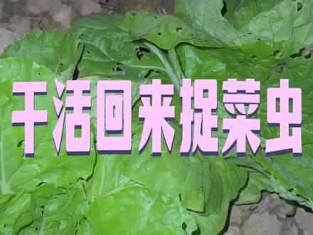 每天干活回来都要去菜地里捉铁螺丝虫,根本抓不完,不知道该怎么办?#自己种的纯天然的绿色蔬菜 #谁知道这是什么 #抖音记录农村生活 #第一次发抖音