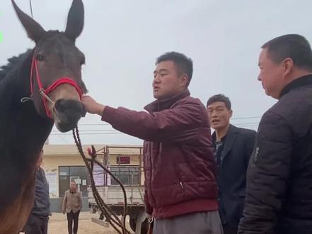 大块头骡子很抢手,一头两万多,原来骡子也是可以骑的很亮眼