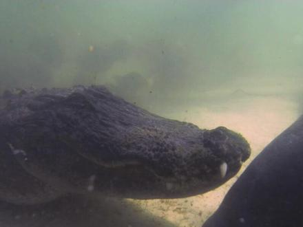 鳄鱼和海牛的一次遭遇战,退一步含阔天空#动物 #海牛海牛
