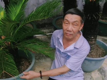 “苏铁”颜值高又皮实,为什么没有人养,今天就把原因告诉你 #一花一草一世界 #铁树 #花与生活 #热带植物