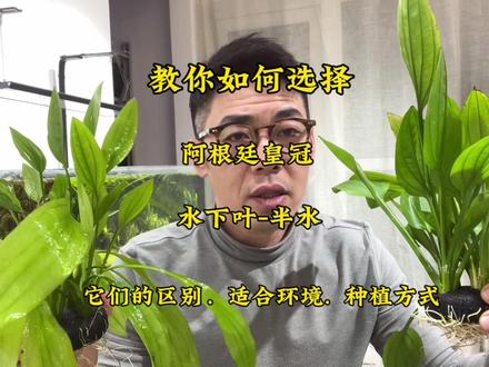 在购买阿根廷皇冠的时候如何选择水下叶或半水 #水草 #开缸 #水草推荐 #水草养殖 #水草造景 #水族造景 #草缸造景 #新手养鱼 #水族器材 #水族用品
