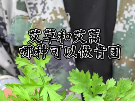 艾草,艾蒿,艾草和艾蒿哪种可以做青团,艾草和艾蒿的区别,艾草青团#真实生活分享计划 #艾草 #艾蒿 #青团 #植物科普