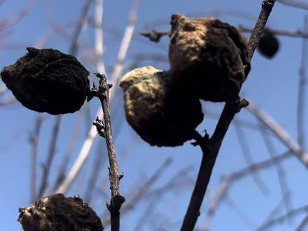 桃枭 可遇不可求#神奇的大自然 #传统文化