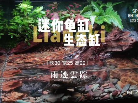 迷你龟缸 迷你生态龟缸制作教程#龟缸 #生态缸 #小鳄龟
