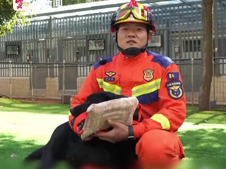 有意愿的爱犬人士看过来,关注这里报名领养淘汰搜救犬。