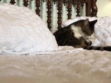 它对你的信任度,在床上就能表现出来 猫睡在哪儿,暴露了它的地位!🐱💤
#猫咪行为 #养猫知识 #猫的地位 #猫咪心理