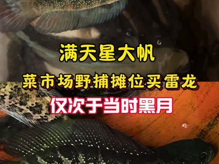 菜市场再遇极品大帆月鳢#养鱼日记 #雷龙鱼