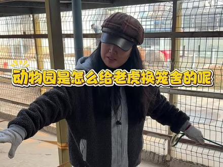 给小满换笼舍#带你喂老虎 #濮阳娜娜姐 #老虎 #萌宠 #动物园