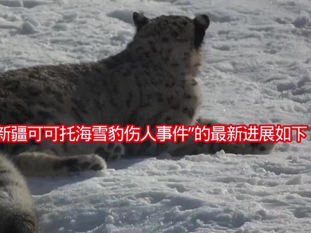 关于“新疆可可托海雪豹伤人事件”的最新进展如下: