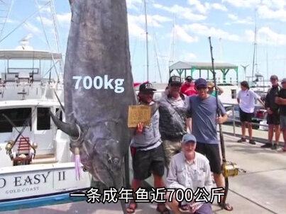 动物界速度最快的鱼类和哺乳动物#动物世界 #涨知识 #冷知识
