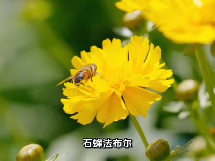 三年级下册《石蜂》