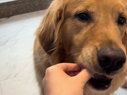 孩子为了不让狗子吃东西,居然用叉子戳狗子#金毛 #宠物和孩子 #人类幼崽成长记 #孩子教育